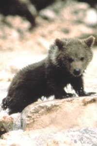 Douce the Bear in L'Ours