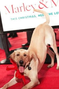 Clyde the Dog in A Dogwalker's Christmas Tale