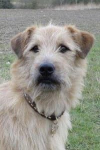 Barley in Poldark