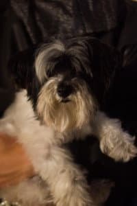 Sadie Cookie Smith in The Girl, the Bad, and the Oblivious