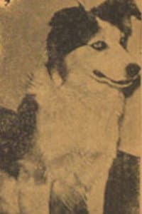 Tuffy in Stagecoach Days