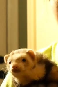 Peanut in Grounded