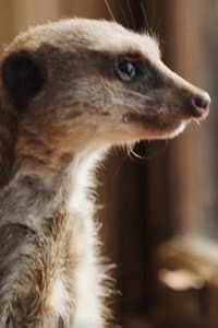 Elvis the Meerkat in Mia et le lion blanc