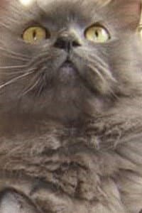 Monstro Cat in Gojira e Monstro