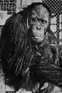 Joe Martin in A Prohibition Monkey