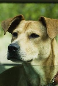 Lucy the Dog in Wendy and Lucy