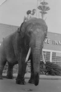 Charlie the Elephant in The Adventures of Kathlyn