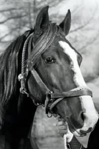 Champion Jr. in Twilight on the Rio Grande