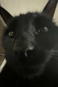 Bagherra The Cat in Copycat