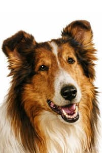 Lassie in Lassie: The Wayfarers