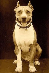 Luke the Dog in The Sheriff