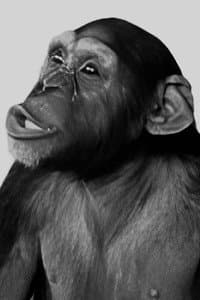 Tamba in Jungle Manhunt