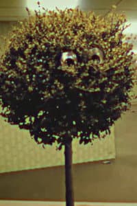 Bosso Magnol in Supermercati Infiniti©®™