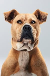 Bal in Dikkat Köpek Var