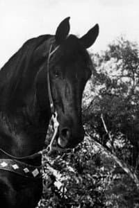 Black Jack in The Wyoming Bandit