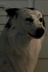 Jake in Harry the Dirty Dog