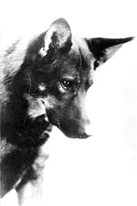 Rin-Tin-Tin in A Race for Life
