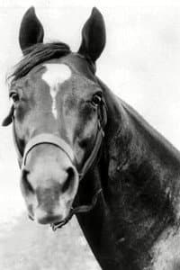 Man o' War in Kentucky Pride