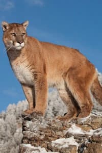 Charlie in Charlie, the Lonesome Cougar