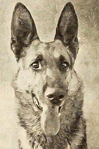 Thunder the Dog in The Phantom of the Forest