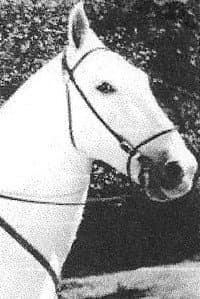 Silver King the Horse in Arizona Cyclone