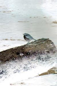 Hermit Thrush in bird5.mp4
