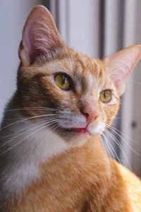 Major the Cat in Pete Clarkson: SerpentStone Equity