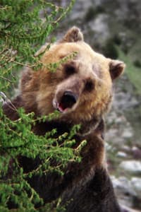 Bozo the Bear in L'Ours