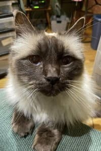 Timmy the Cat in Vignette of a Lonely Car