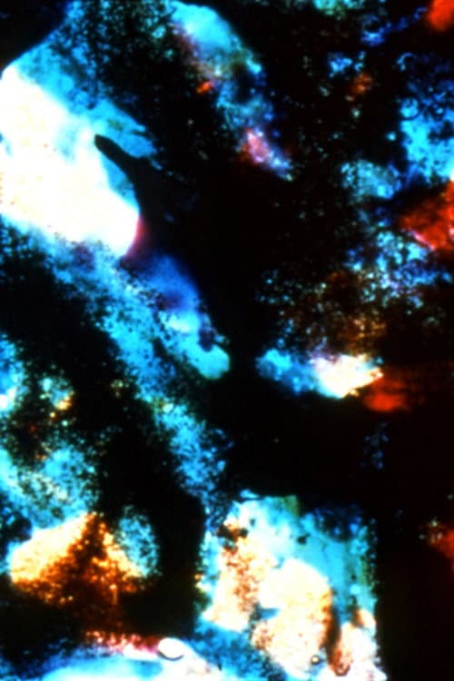 Micro-Garden (2001) poster