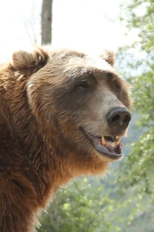 Bart the Bear foto