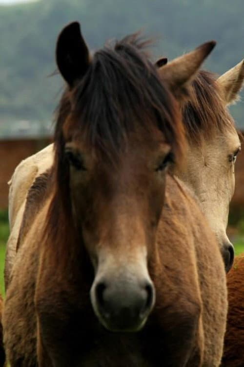 Manipuri Pony (2013) poster