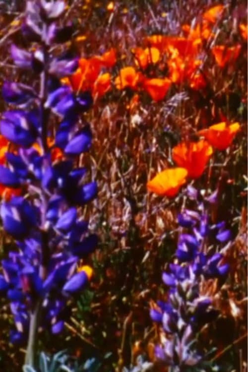 Poppy Fields Forever (2011) poster