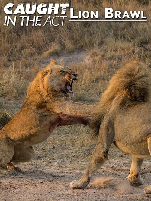 Caught in the Act: Lion Brawl (2012) poster