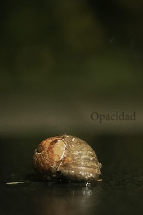 Opacidad (2024) poster
