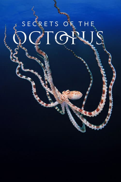 Geheimen van de Octopus (2024) poster