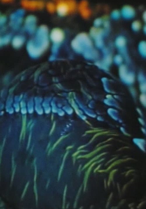 Arytmia (1980) poster