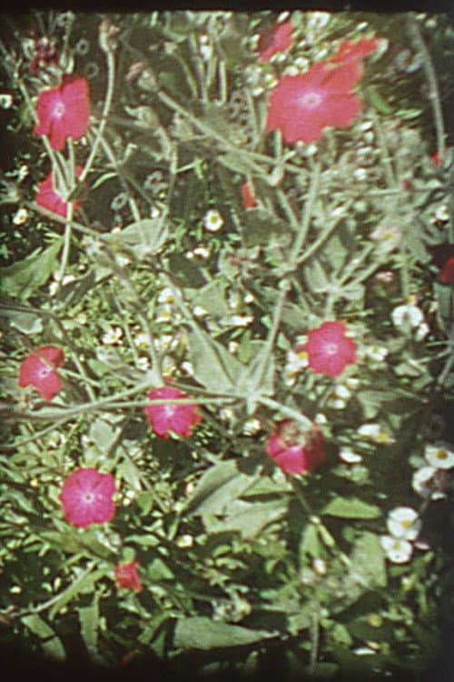 Precarious Garden (2004) poster
