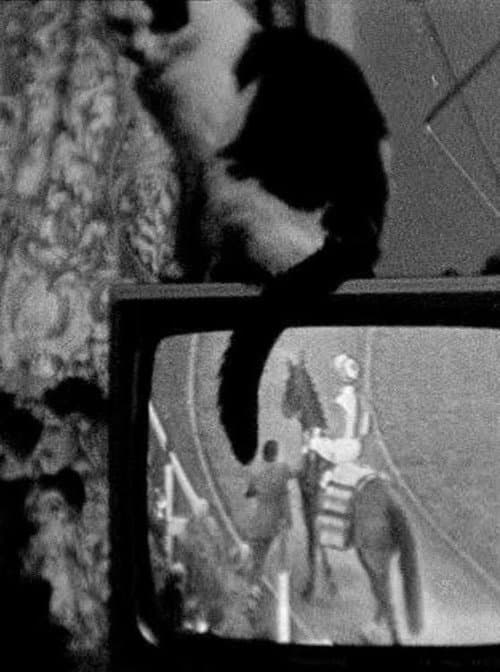 Cat on TV (1977) poster