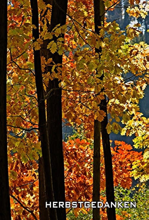 Herbstgedanken (1951) poster