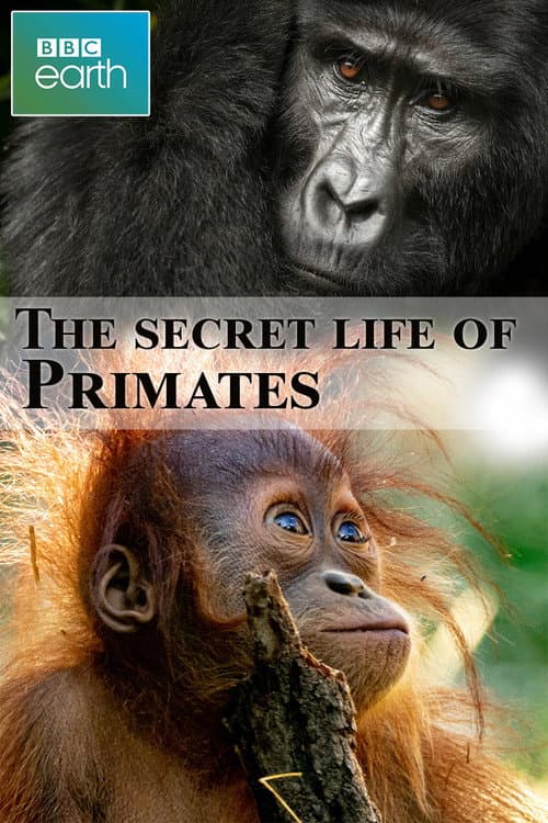 The secret life of Primates (2009) poster