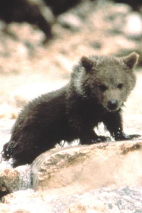 Youk the Bear foto
