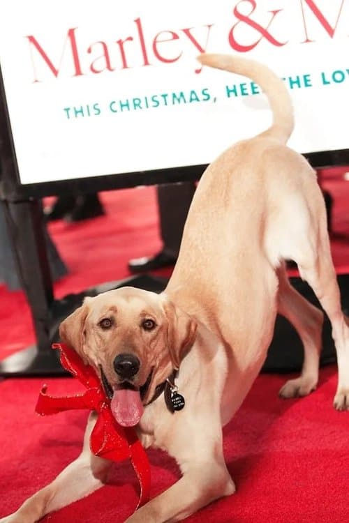 Clyde the Dog foto