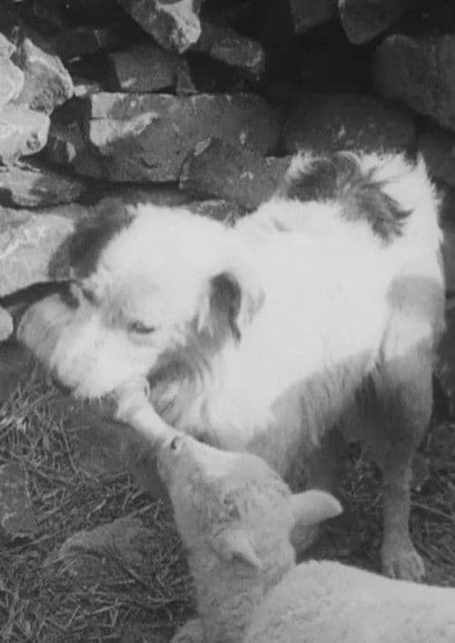 Sheep Dog (1939) poster