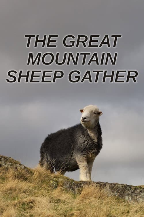 The Great Mountain Sheep Gather (2020) poster