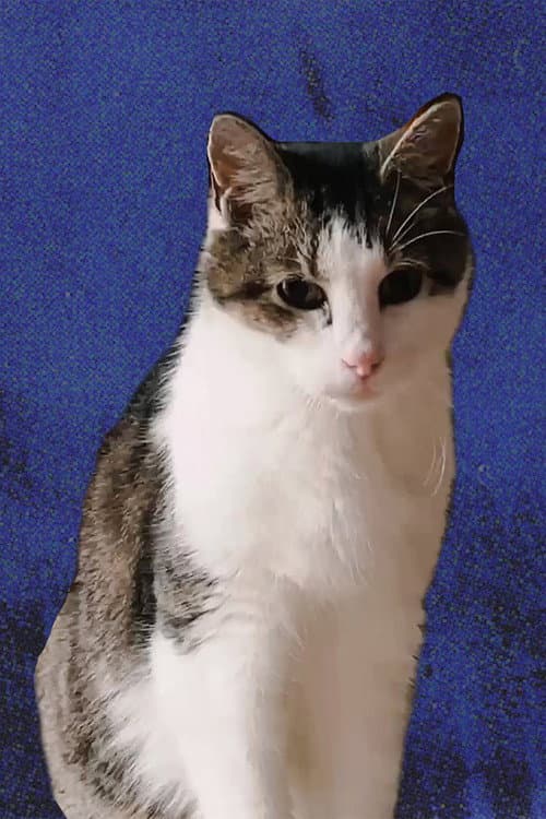 Cheeze the Cat foto