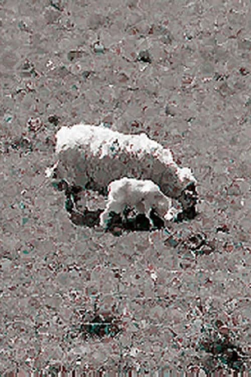 Sheep (1991) poster