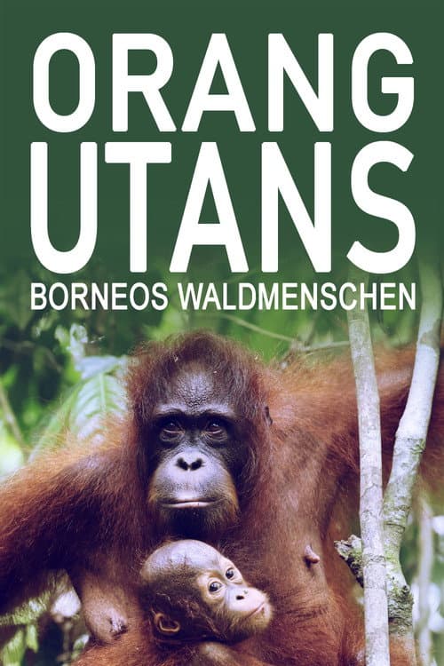 Orang-Utans - Borneos Waldmenschen (2025) poster