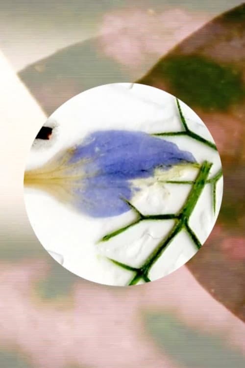 Nature's Optical Toy (2019) poster