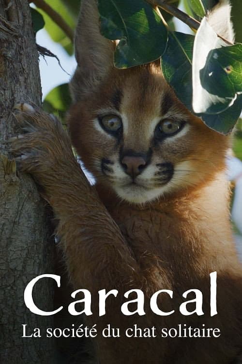 Caracal: La Société du chat solitaire (2024) poster